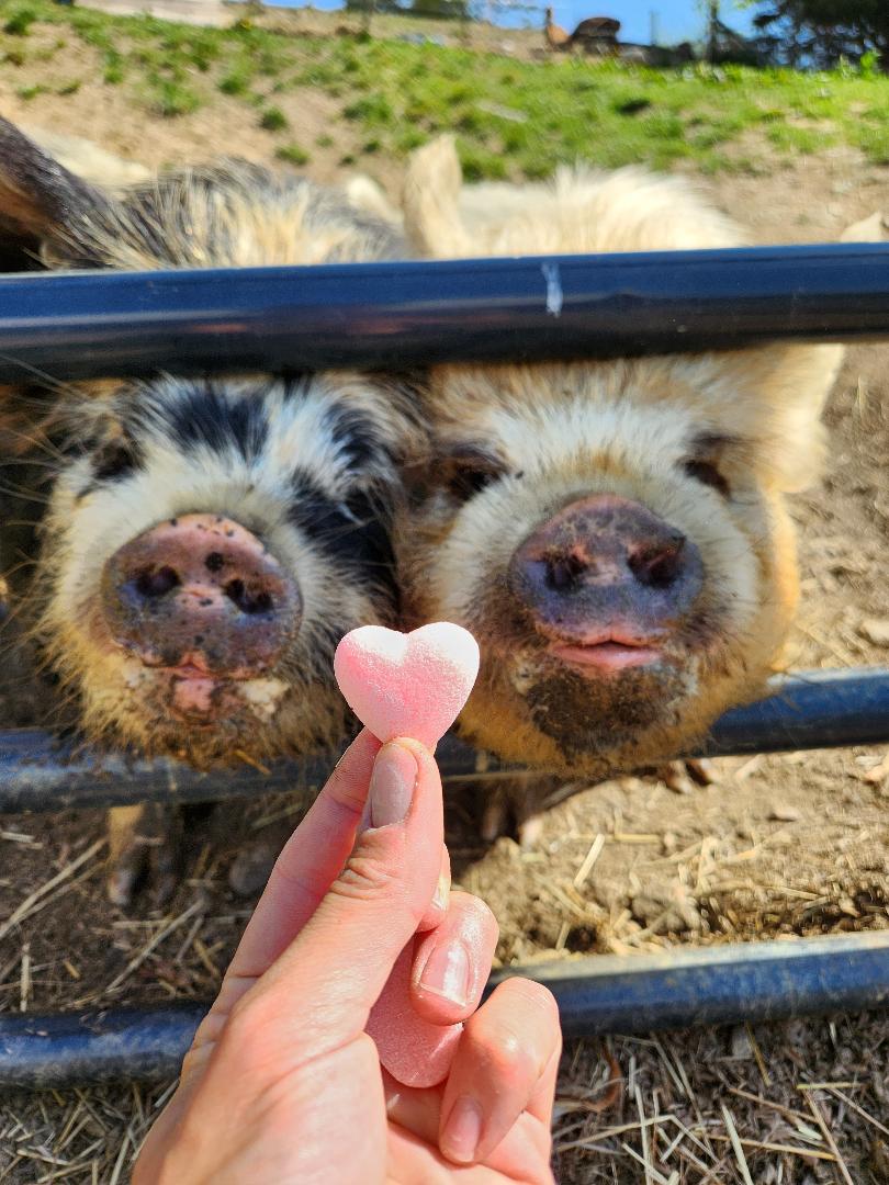 Send an animal a cookie 🍪