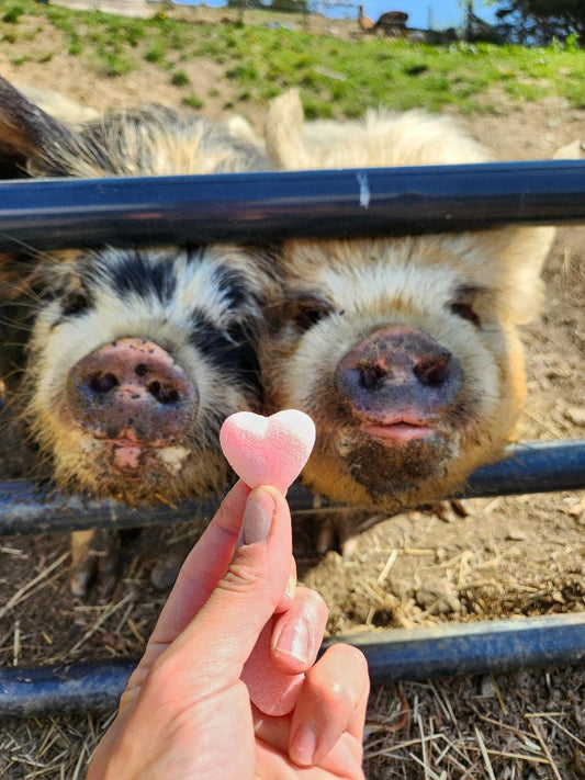 Send an animal a cookie 🍪