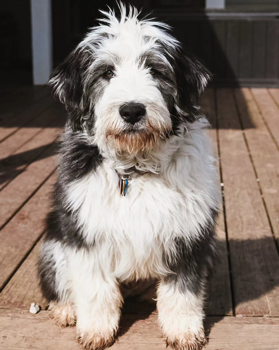 Dog Treats-Chowder's Chews