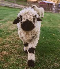 Send an animal a cookie 🍪