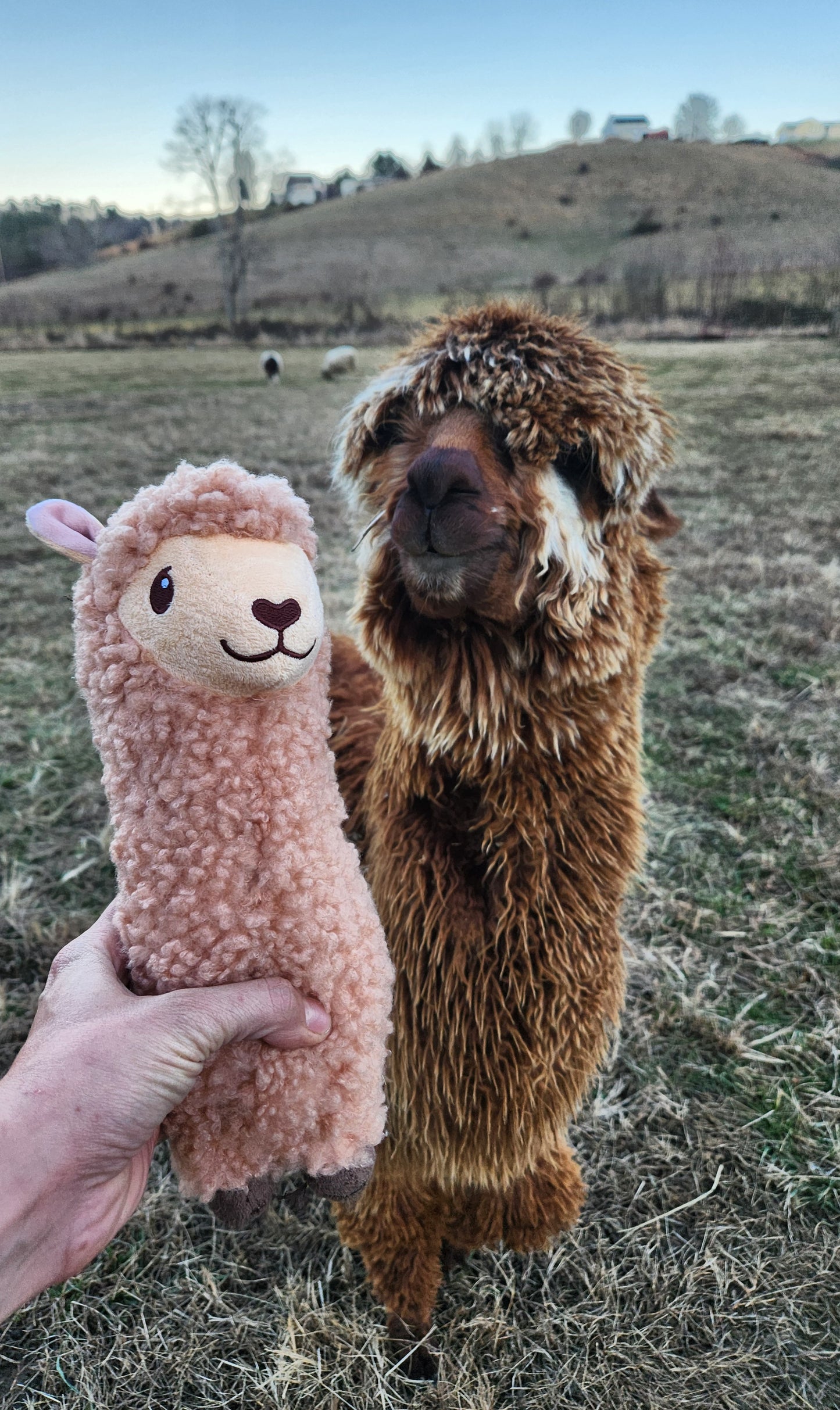 Alpaca (Fava Bean) Stuffed Animal