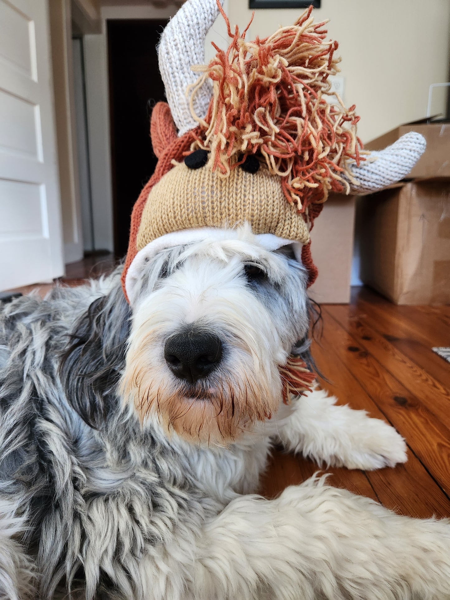 Highland cow hat- child size
