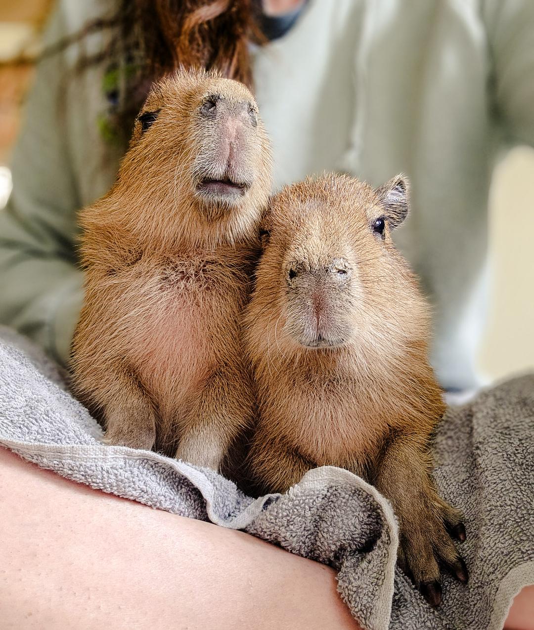 Capybara Connection Days: Meet Crouton & Cornbread!