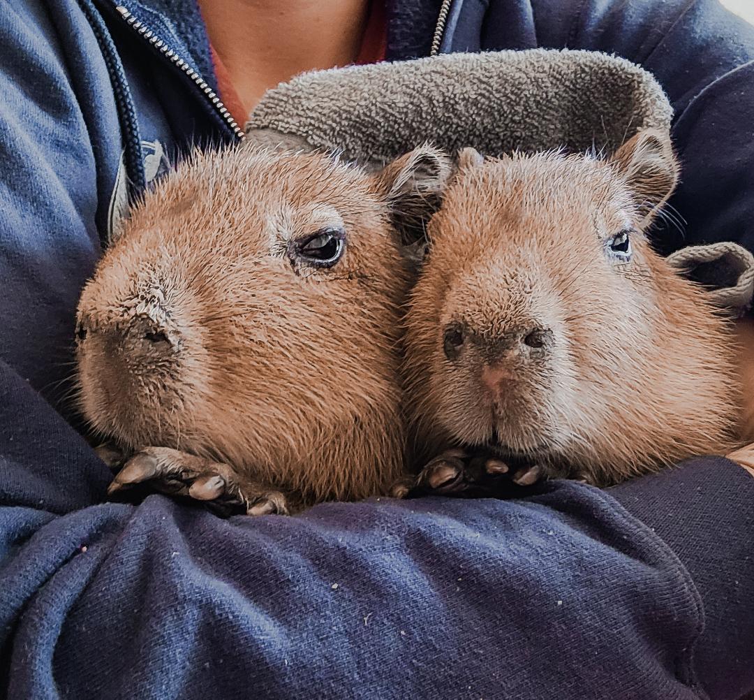 Capybara Connection Days: Meet Crouton & Cornbread!