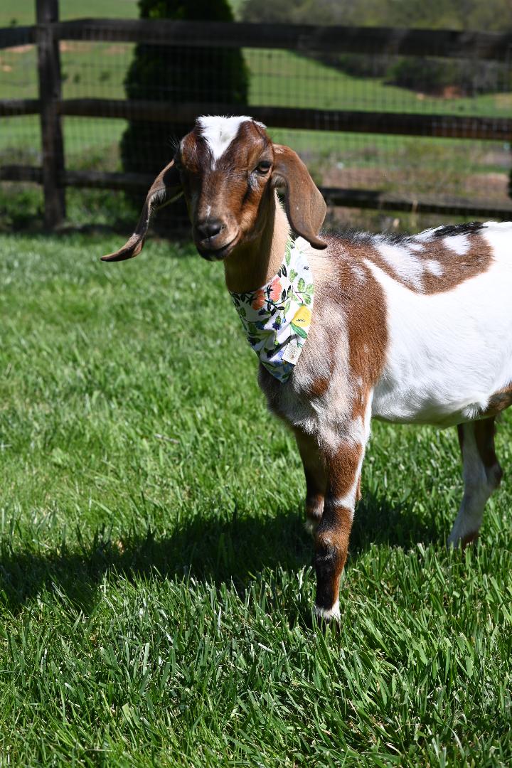 Send an animal a cookie 🍪