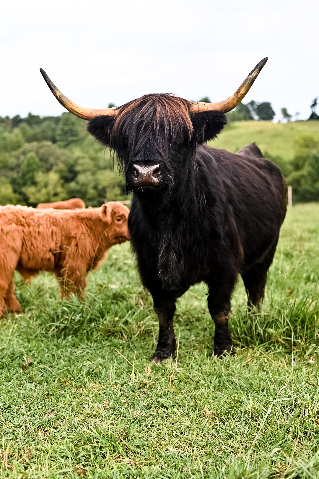 Send an animal a cookie 🍪