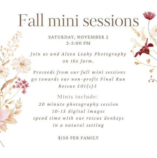 Fall mini photography sessions