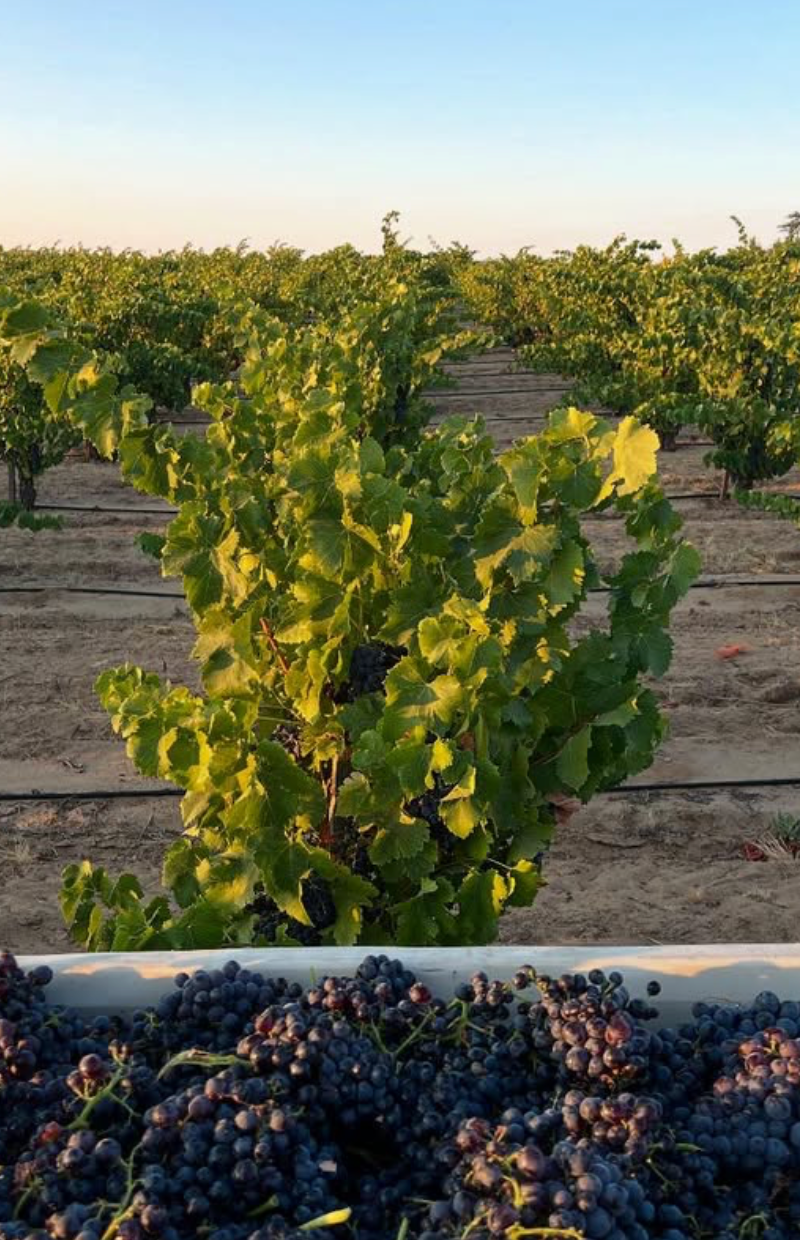 MSF + John Lockwood of Enfield Wine Co. | Thursday, July 30th