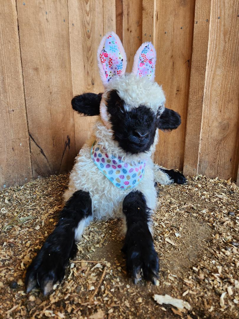 2025 Easter Egg Hunt at the Farm