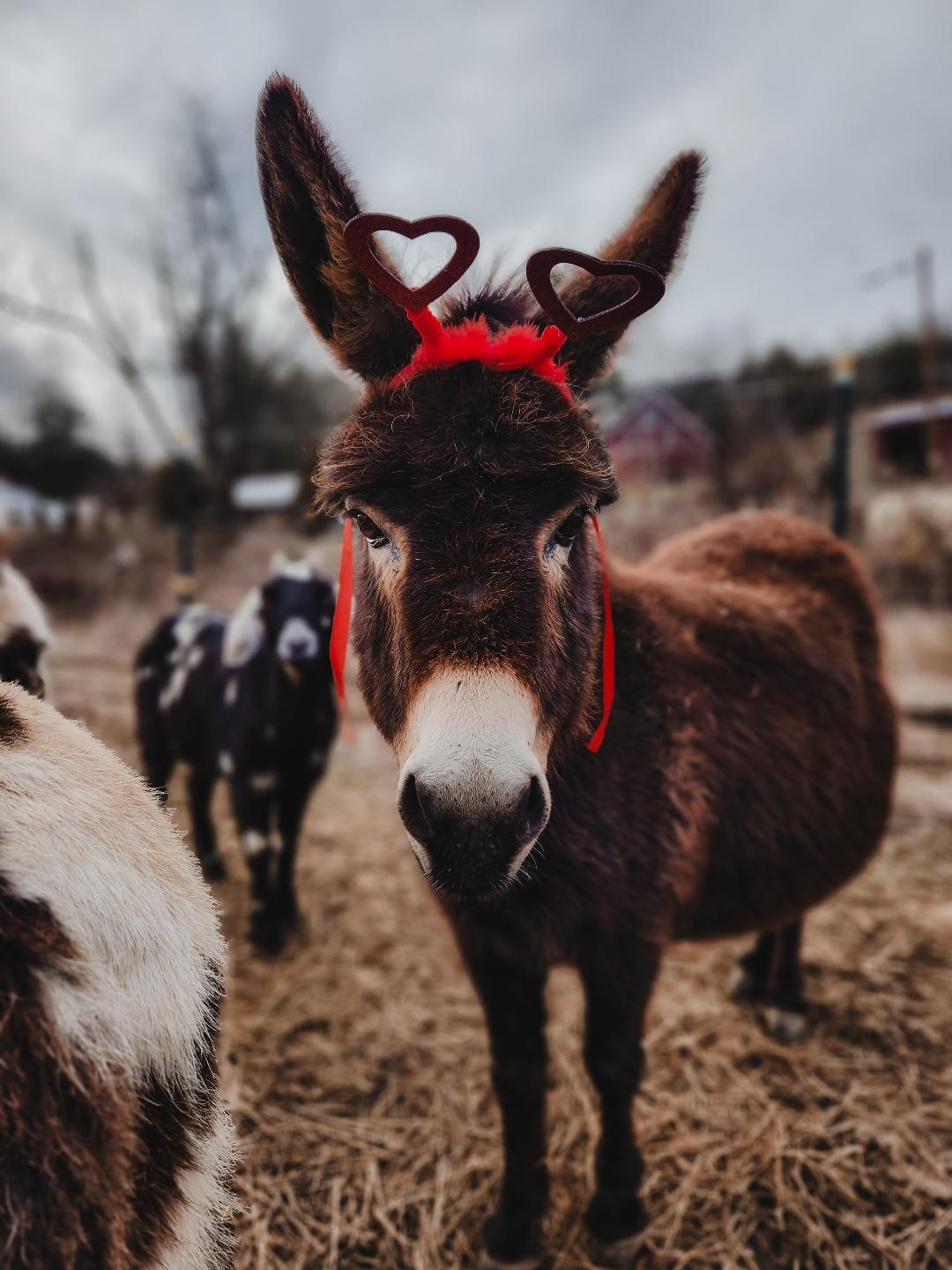 Valentine's Day Picnic + Private Farm Tour